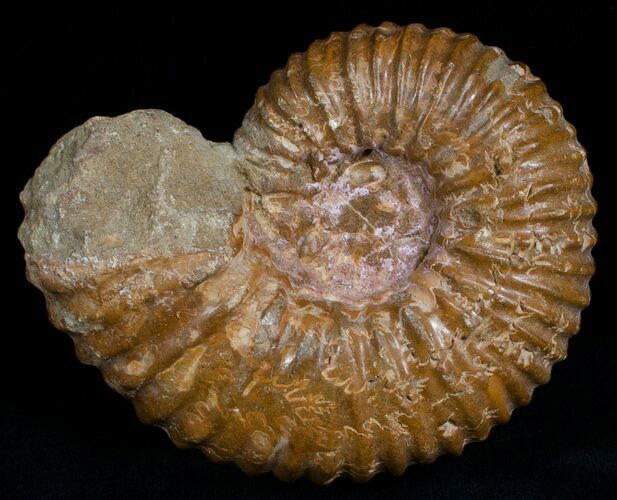 Thick Wide Mantelliceras Ammonite #6471